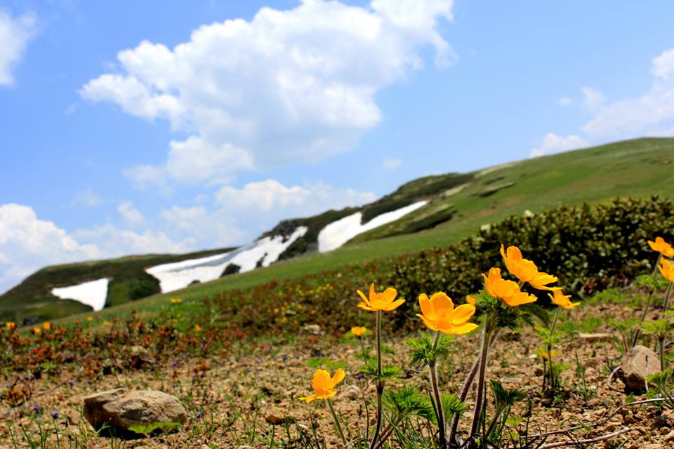 GREEN, YELLOW AND WHITE COLORS OF ALPINE MEADOWS