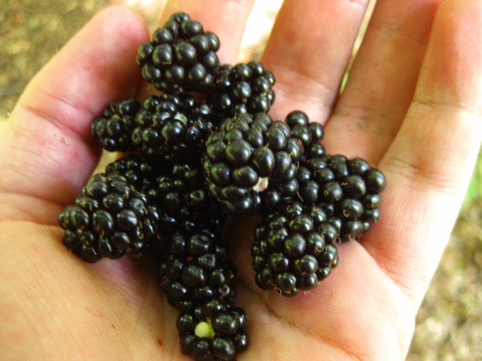 You can eat some forest blackberries on the road
