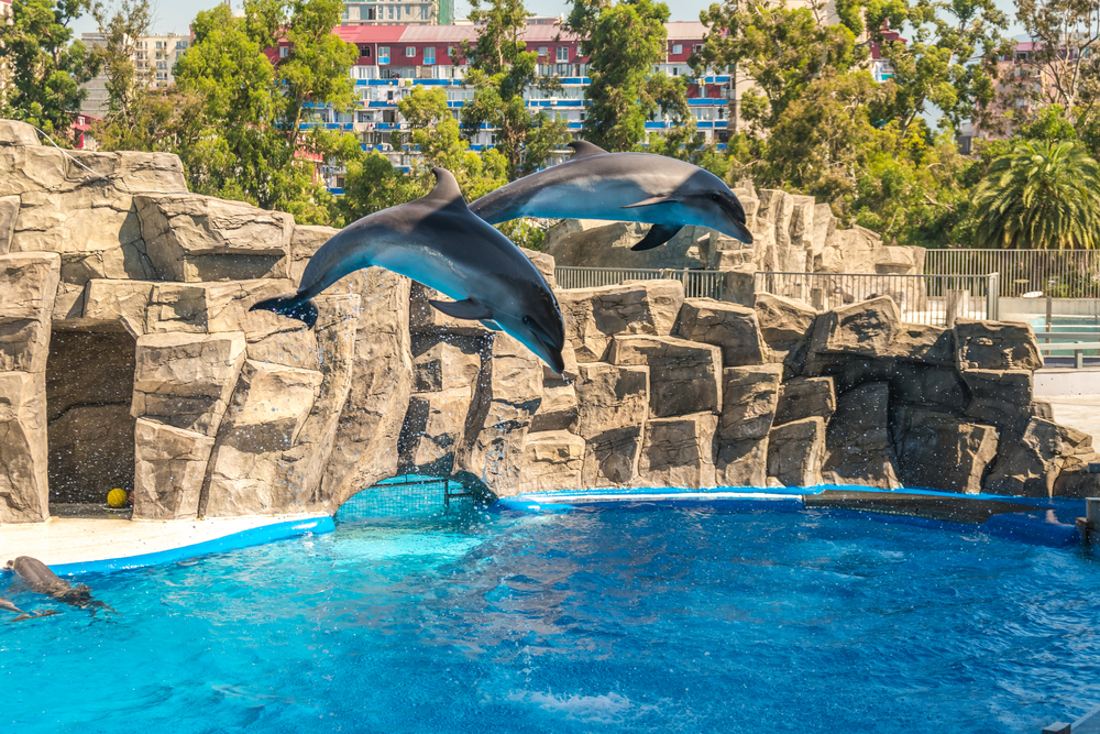 Dolphinarium Batumi